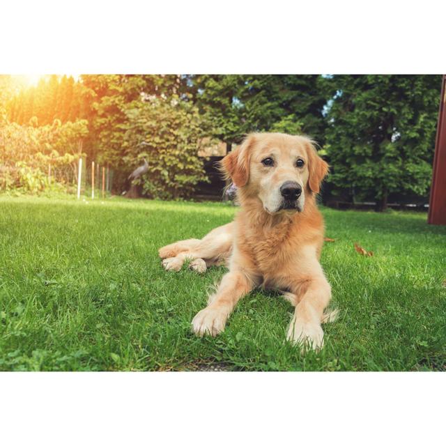 Golden Retriever by Cunfek - No Frame Print on Canvas 17 Stories Size: 40cm H x 60cm W on Productcaster.