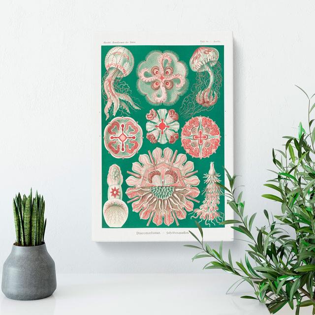 Discomedusae Jellyfish Vol.3 by Ernst Haeckel - Wrapped Canvas Painting East Urban Home Size: 76cm H x 50cm W x 3cm D on Productcaster.