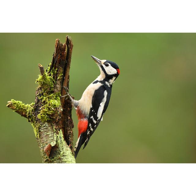 Woodpecker by Piotr Krzeslak - Wrapped Canvas Print 17 Stories Size: 51cm H x 76cm W on Productcaster.