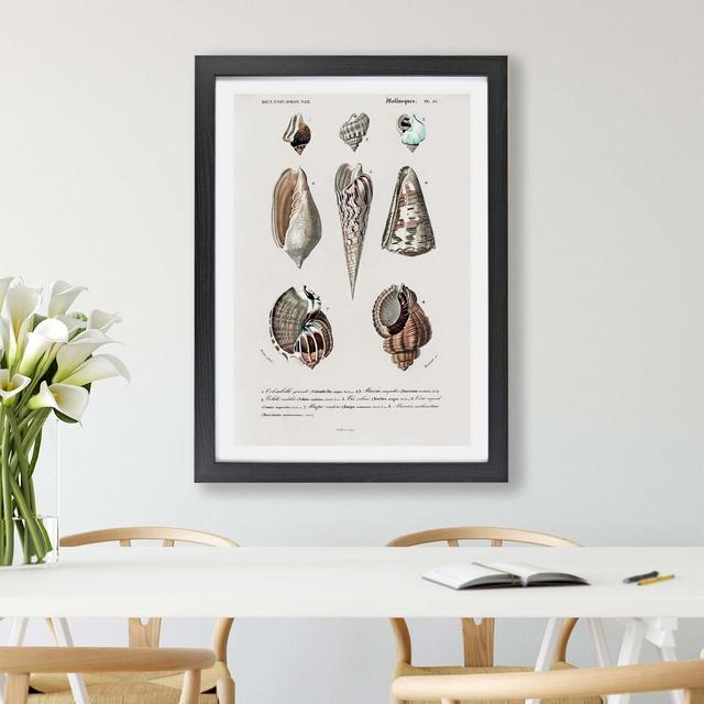 'Mollusc Shell Illustrations PL. 25' by Charles d' Orbigny - Picture Frame Painting Print on Paper East Urban Home Frame Option: Black, Size: 33cm H x on Productcaster.