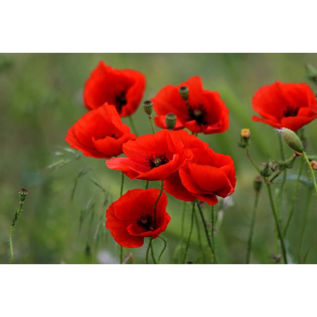 Red Poppies - Wrapped Canvas Print Ebern Designs Size: 30cm H x 46cm W on Productcaster.