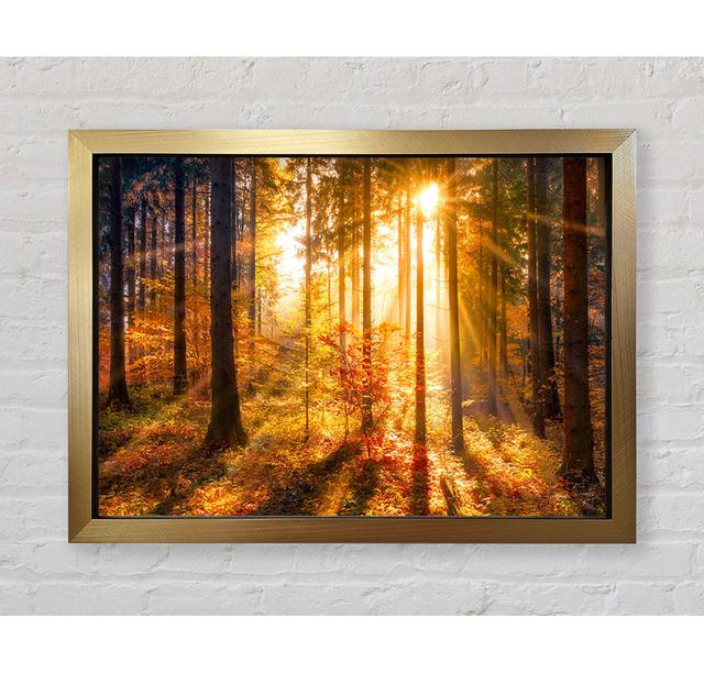 Autumn Sunray Through the Forest Alpen Home Size: 84.1cm H x 118.9cm W x 3.4cm D, Format: Black Framed Paper on Productcaster.