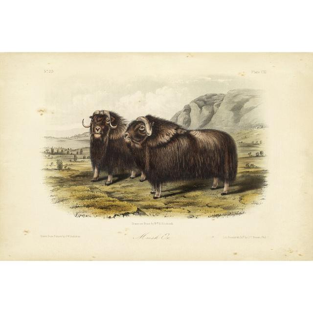 Musk Ox by John Audubon - Wrapped Canvas Print Union Rustic Size: 61cm H x 91cm W on Productcaster.