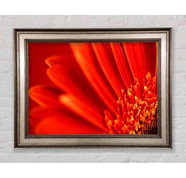 Red Orange Gerbera Petals Framed Print Bright Star Size: 29.7cm H x 42cm W on Productcaster.