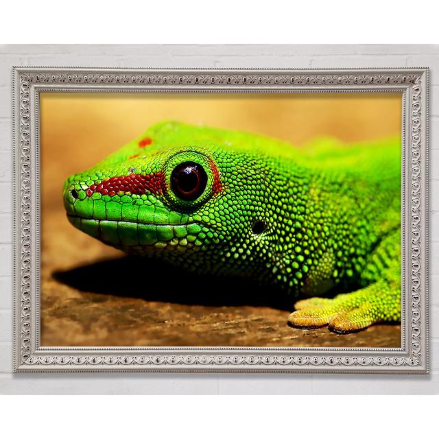 Lizard Face - Single Picture Frame Print Bright Star Size: 100cm H x 141.4cm W3cm D on Productcaster.