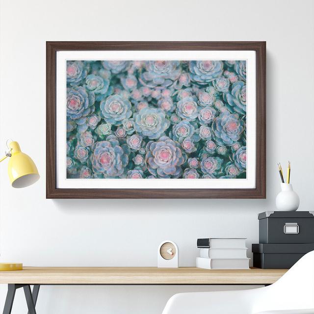 Succulent Plants Abstract - Picture Frame Painting Print East Urban Home Format: Walnut, Size: 62cm H x 87cm W x 2cm D on Productcaster.