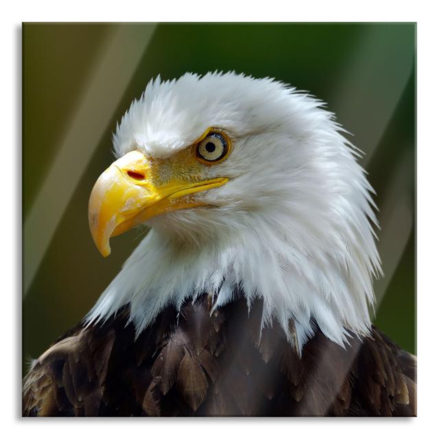 Mighty Bald Eagle - No Frame Print on Glass Union Rustic Size: 80cm H x 80cm W x 0.4cm D on Productcaster.