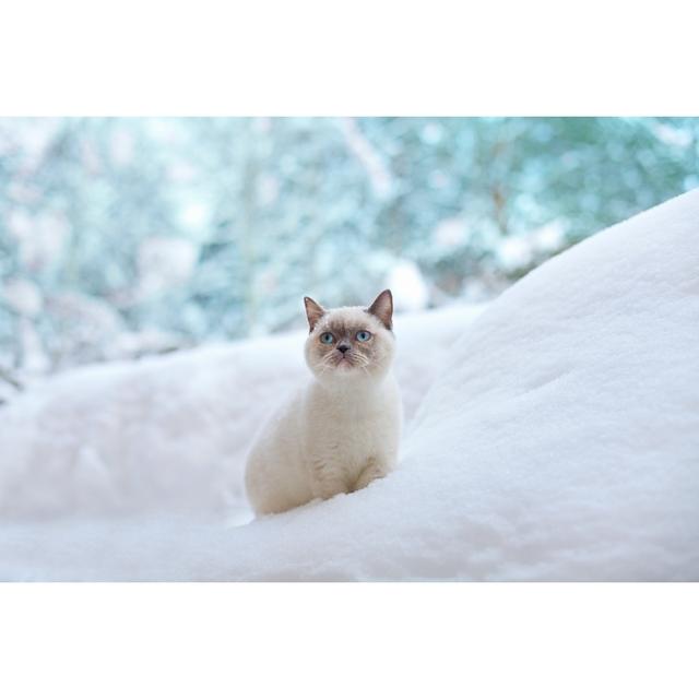 Cat Sitting In Snow by Vita - Wrapped Canvas Print Ebern Designs Size: 20.32cm H x 30.48cm W on Productcaster.