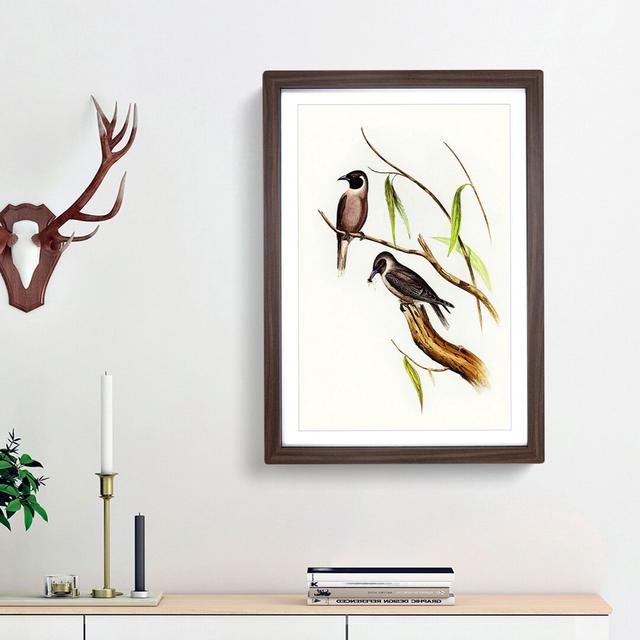 Masked Woodswallows by Elizabeth Gould - Picture Frame Painting Print East Urban Home Size: 65cm H x 48cm W x 2cm D, Frame Option: Walnut Framed on Productcaster.