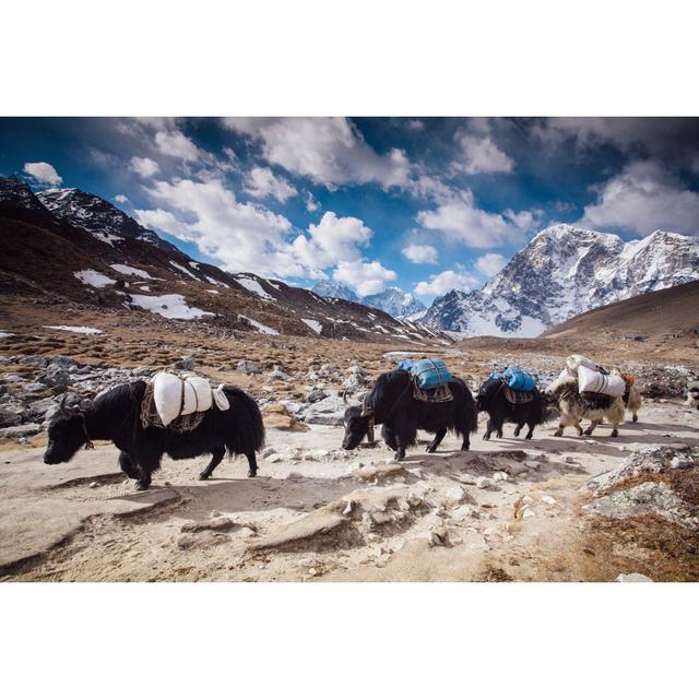 Yaks On Himalayas by Miljko - Print Alpen Home Size: 61cm H x 91cm W on Productcaster.