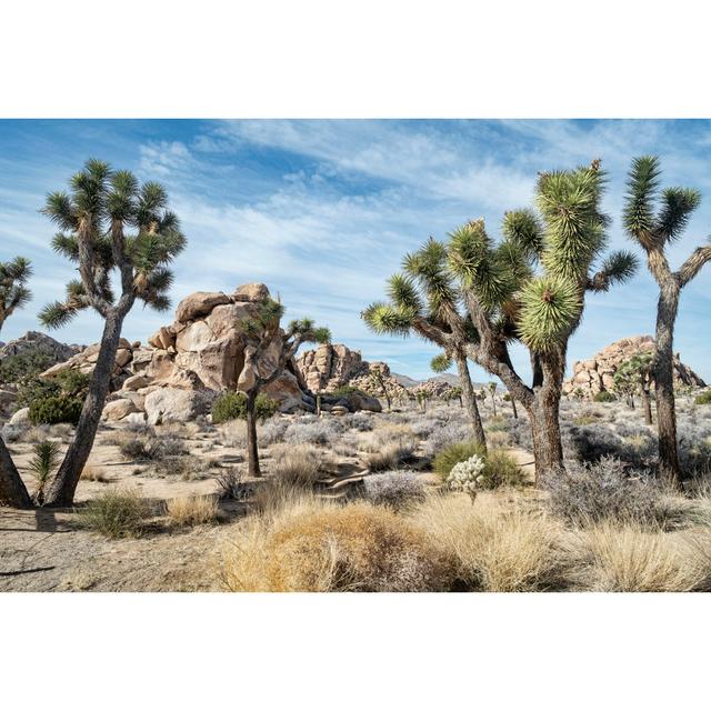 Joshua Tree National Park by Dougall_Photography - Wrapped Canvas Print Alpen Home Size: 30cm H x 46cm W x 3.8cm D on Productcaster.