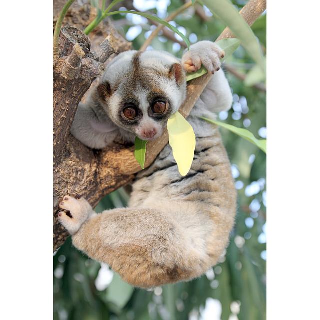 Slow Loris Monkey - Wrapped Canvas Photograph 17 Stories Size: 91cm H x 61cm W x 3.8cm D on Productcaster.