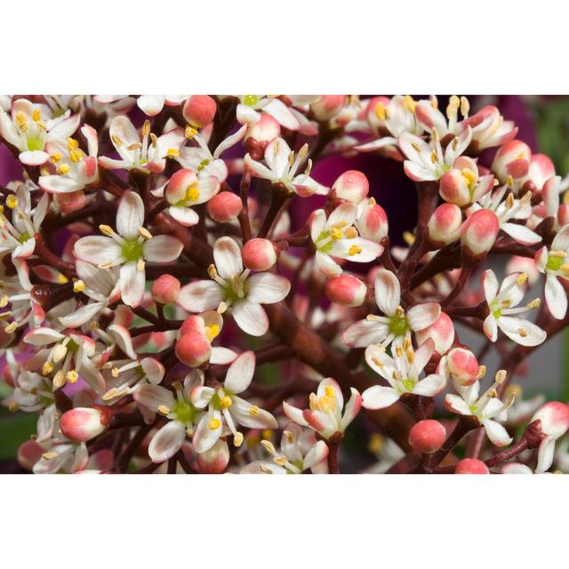 Skimmia Japonica Rubella by Chillingworths - Wrapped Canvas Photograph 17 Stories Size: 61cm H x 91cm W on Productcaster.