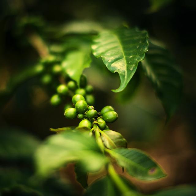 Green Coffee Beans by THEPALMER - No Frame Art Prints on Canvas 17 Stories Size: 122cm H x 122cm W on Productcaster.