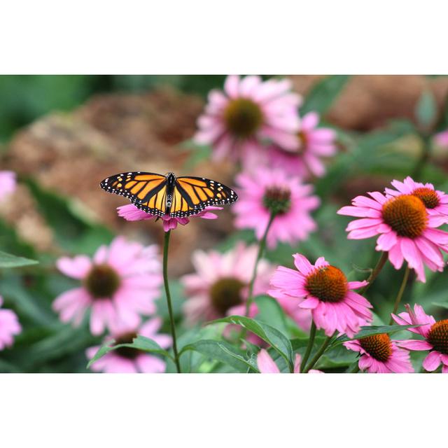 Felda Monarch Butterfly by Db_beyer - Wrapped Canvas Print Brambly Cottage Size: 61cm H x 91cm W 3.8cm D on Productcaster.