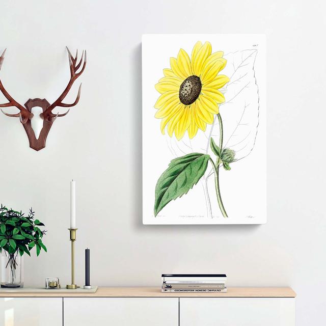 A Californian Sunflower - Wrapped Canvas Painting East Urban Home Size: 76cm H x 50cm W x 3cm D on Productcaster.