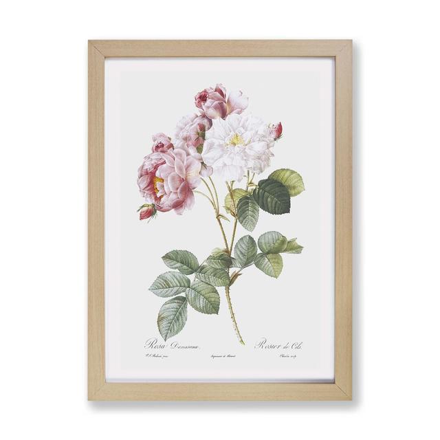 Damask Roses by Pierre-Joseph Redoute - Single Picture Frame Painting East Urban Home Frame Option: Oak, Size: 33cm H x 45cm W x 2cm D on Productcaster.