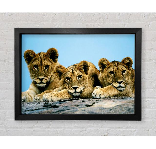 Lion Cub Trio - Druck Brayden Studio Größe: 84,1 cm H x 118,9 cm B x 3,4 cm T, Format: Poster mit schwarzem Rahmen on Productcaster.