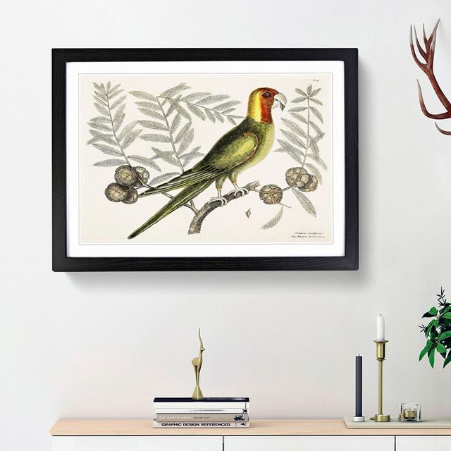 Parrot of Carolina by Mark Catesby - Picture Frame Painting Print East Urban Home Frame Option: Black Framed, Size: 48cm H x 65cm W x 2cm D on Productcaster.