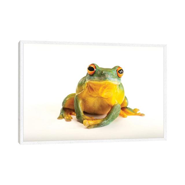 An Orange Eyed Tree Frog At Wild Life Sydney Zoo von Joel Sartore - Gallery-Wrapped Canvas Giclée on Canvas Lark Manor Format: Weiß gerahmt, Größe: 66 on Productcaster.