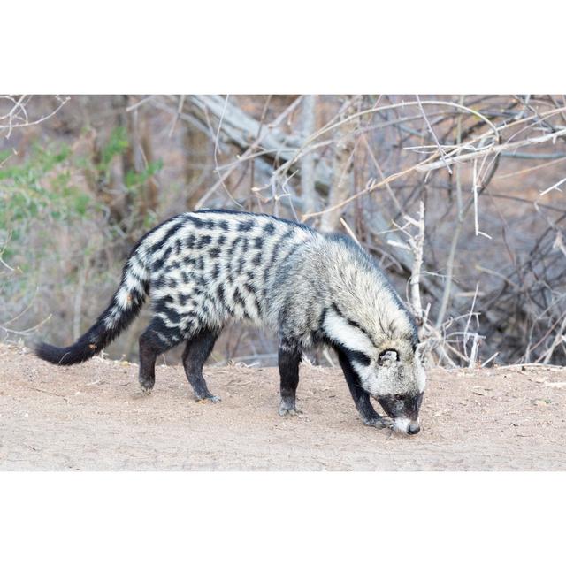 Afrcican Civet by - Wrapped Canvas Photograph 17 Stories Size: 30cm H x 46cm W on Productcaster.