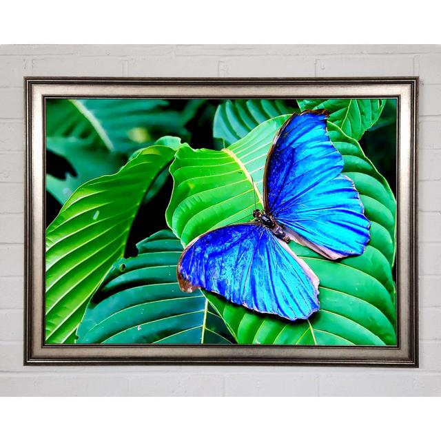 Stunning Blue Butterfly - Print August Grove Size: 29.7cm H x 42cm W x 1.5cm D, Format: Natural Framed Paper on Productcaster.