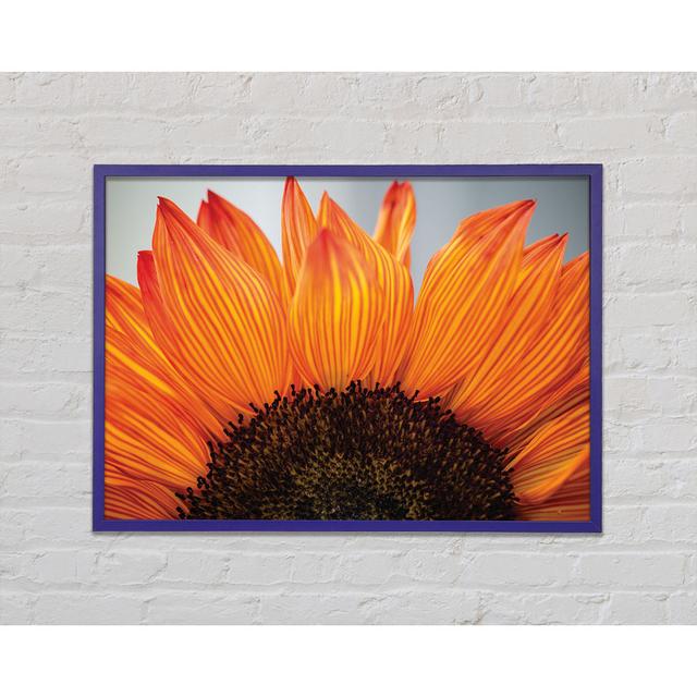 Orange Flower Opening Up Close Up Framed Print August Grove Size: 29.7cm H x 42cm W x 2cm D, Format: Orange Framed Paper on Productcaster.