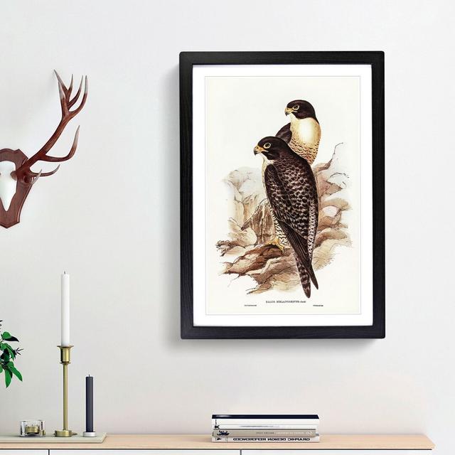 Black-Cheeked Falcons by Elizabeth Gould - Picture Frame Art Print East Urban Home Frame Option: Black Framed, Size: 65cm H x 48cm W x 2cm D on Productcaster.