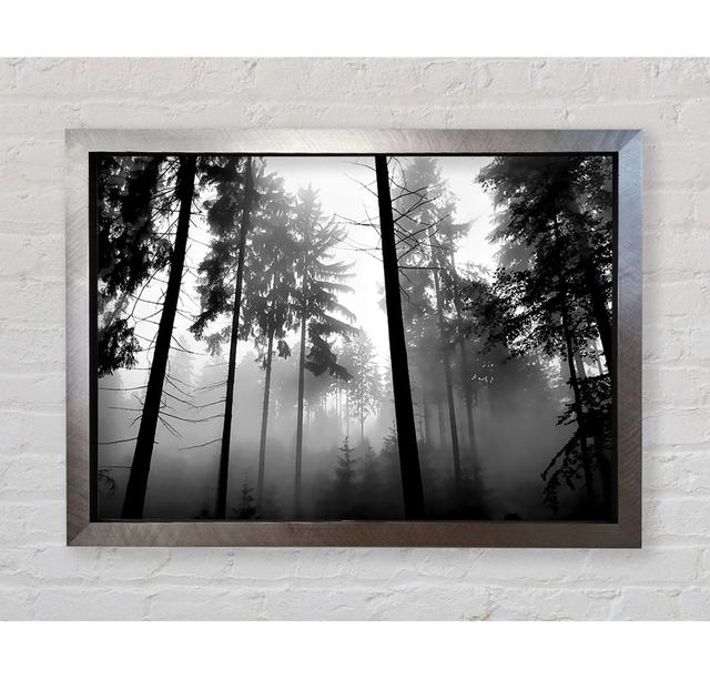 Mist Of The Woodland B N W - Einzelne Bilderrahmen Kunstdrucke Bright Star Größe: 59,7 cm H x 84,1 cm B x 3,4 cm T on Productcaster.