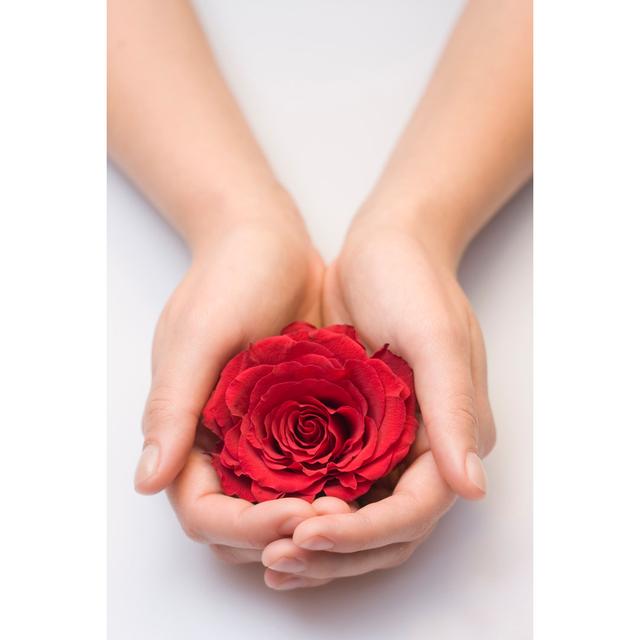 Holding A Red Rose von Kaisphoto - Druck auf Leinwand ohne Rahmen World Menagerie Größe: 90 cm H x 60 cm B on Productcaster.