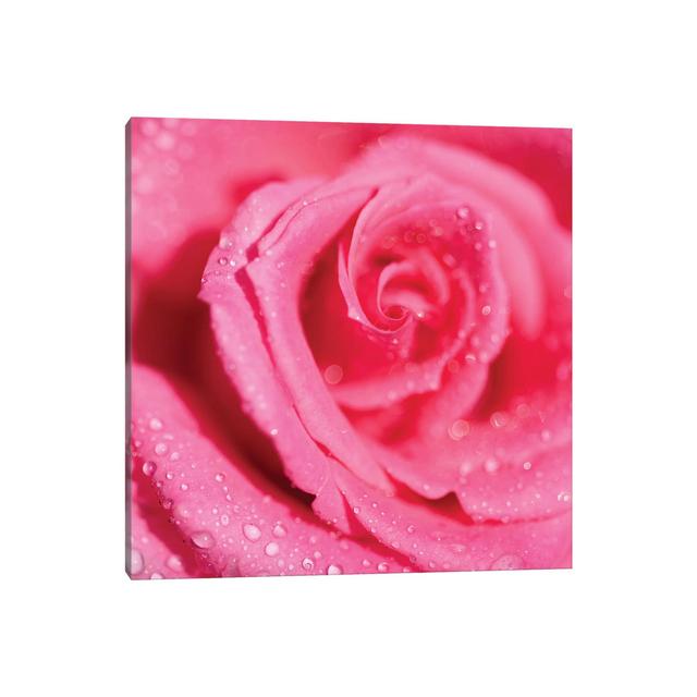 Rose And Raindrops - Wrapped Canvas Print Latitude Run Size: 93.98cm H x 93.98cm W x 1.91cm D on Productcaster.