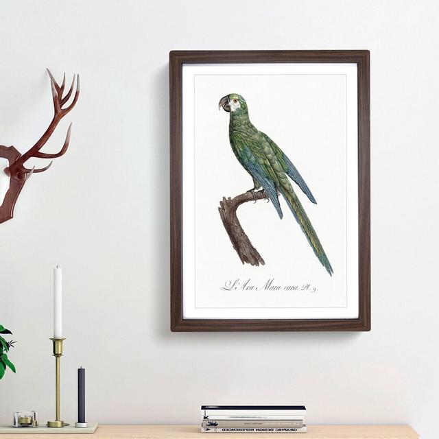 Blue Winged Macaw Parrot by F. Levaillant - Picture Frame Painting Print East Urban Home Size: 48cm H x 36cm W x 2cm D, Frame Option: Walnut Framed on Productcaster.