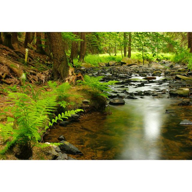 Forest Stream by AVTG - Wrapped Canvas Art Prints Alpen Home Size: 50cm H x 75cm W on Productcaster.