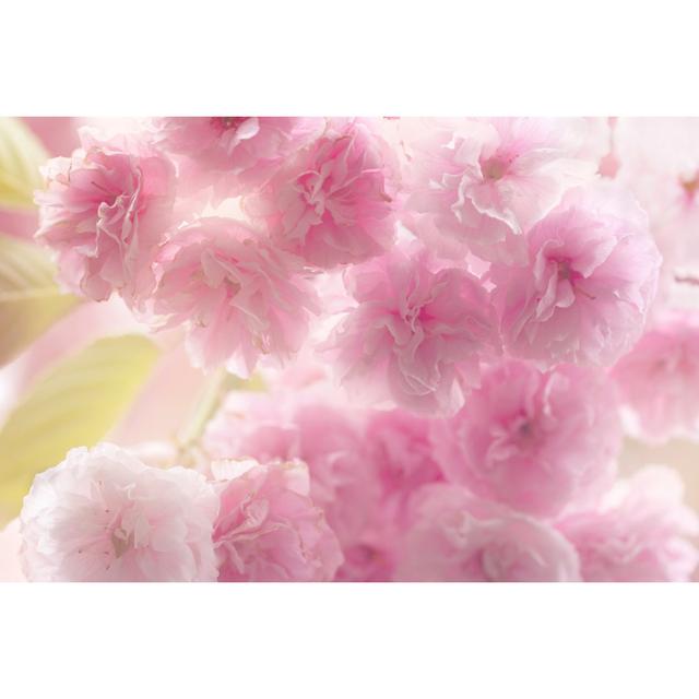 Raffles Blossom - Wrapped Canvas Photograph Latitude Run Size: 51cm H x 76cm W x 3.8cm D on Productcaster.