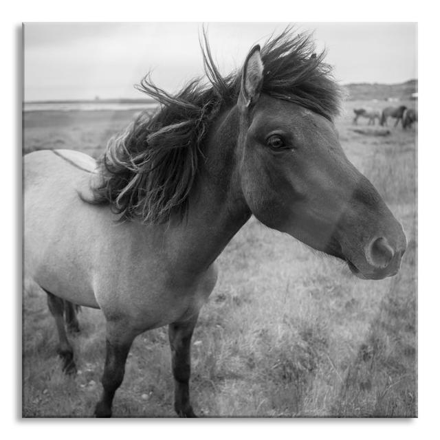 Icelandic Horses In The Wild - No Frame Print on Glass August Grove Size: 80cm H x 80cm W x 0.4cm D on Productcaster.