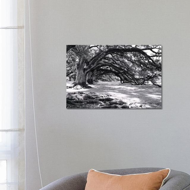 Oak Alley by Ann Hudec - Wrapped Canvas Print Union Rustic Size: 45.72cm H x 66.04cm W x 1.905cm D on Productcaster.