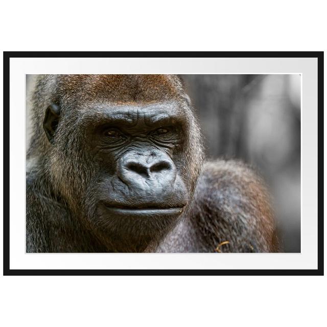 Gerahmtes Poster "Stolzer Gorilla East Urban Home Größe: 30 cm H x 38 cm B x 2,5 cm T, Farbe: Braun/​Grau on Productcaster.