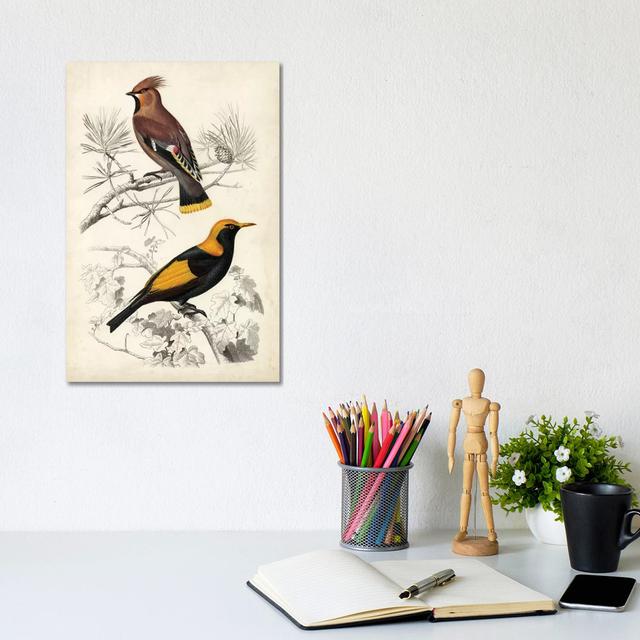 D'Orbigny Birds V by Alicide D'Orbigny - Wrapped Canvas Painting ClassicLiving Size: 30.48cm H x 20.32cm W x 1.905cm D on Productcaster.