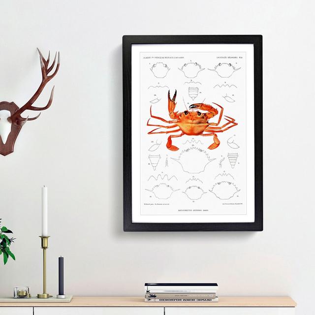 West African Crab by Albert I - Picture Frame Painting Print East Urban Home Size: 36cm H x 27cm W x 2cm D, Frame Option: Black Framed on Productcaster.