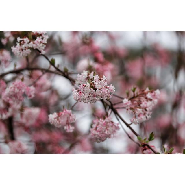 Blountville Branch Of Viburnum Bodnantense by Vronja_Photon - Wrapped Canvas Print Latitude Run Size: 30cm H x 46cm W x 3.8cm D on Productcaster.