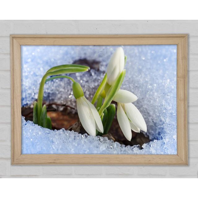 White Snowdrops Peering Through The Snow - Print Ebern Designs Size: 84.1cm H x 118.9cm W x 1.5cm D on Productcaster.