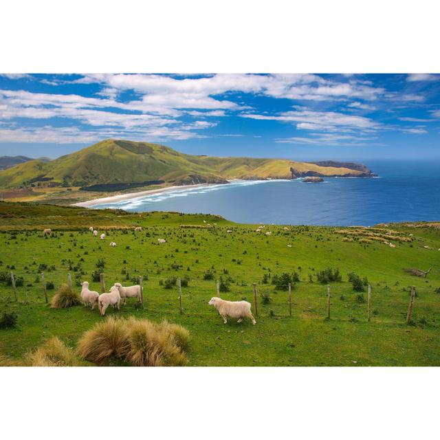 Sheep New Zealand - Wrapped Canvas Photograph Alpen Home Size: 81cm H x 122cm W x 3.8cm D on Productcaster.