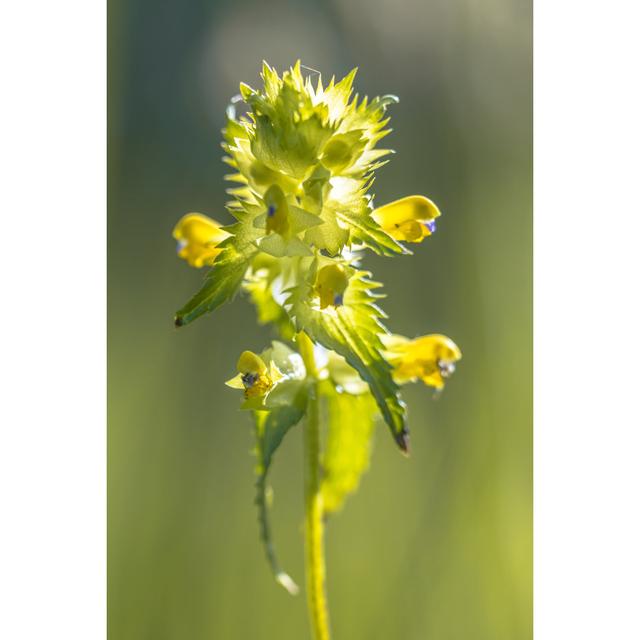 Greater Yellow Rattle - Wrapped Canvas Print 17 Stories Size: 91cm H x 61cm W on Productcaster.