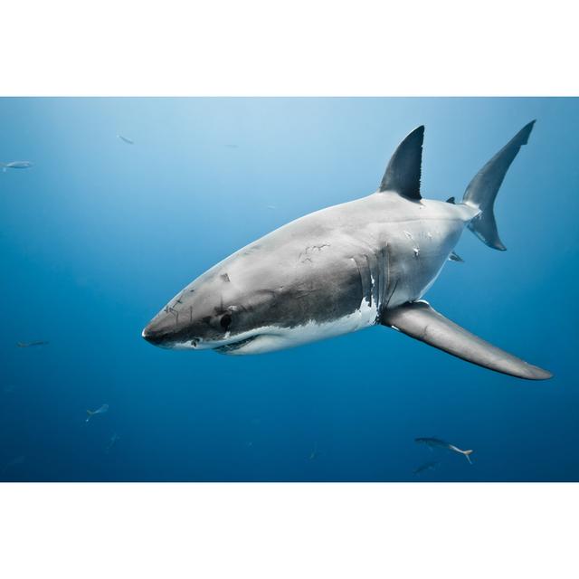 Great White Shark Highland Dunes Size: 20cm H x 30cm W on Productcaster.