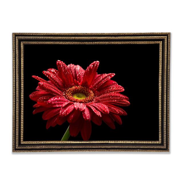 Rote Gerbera mit Regentropfen - Druck Brayden Studio Größe: 42 cm H x 59,7 cm B x 3 cm T, Format: Poster mit schwarz-goldenem Rahmen on Productcaster.