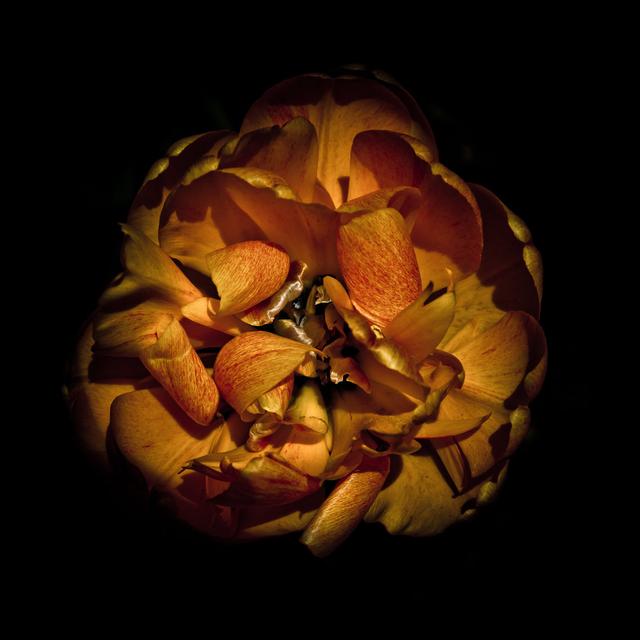 Orange Peony by Brian Carson - Wrapped Canvas Print ClassicLiving Size: 51cm H x 51cm W on Productcaster.