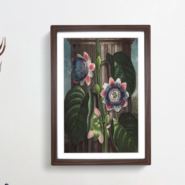 Passion Flower by R.J. Thornton - Picture Frame Painting Print East Urban Home Frame Option: Walnut Framed, Size: 65cm H x 48cm W x 2cm D on Productcaster.