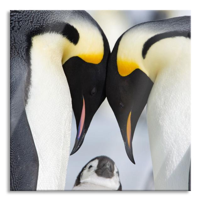 Emperor Penguin Couple Love - Unframed Photograph on Glass Brayden Studio Frame Option: Orange, Size: 70cm H x 70cm W x 0.4cm D on Productcaster.