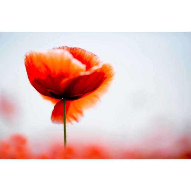 Poppy by Diana Youn - Wrapped Canvas Art Prints ClassicLiving Size: 51cm H x 76cm W on Productcaster.