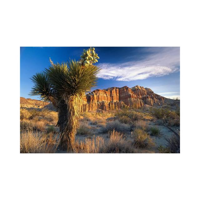 Joshua Tree at Red Rock State Park, California by Tim Fitzharris - Wrapped Canvas Photograph Alpen Home Size: 66.04cm H x 101.6cm W x 1.91cm D on Productcaster.